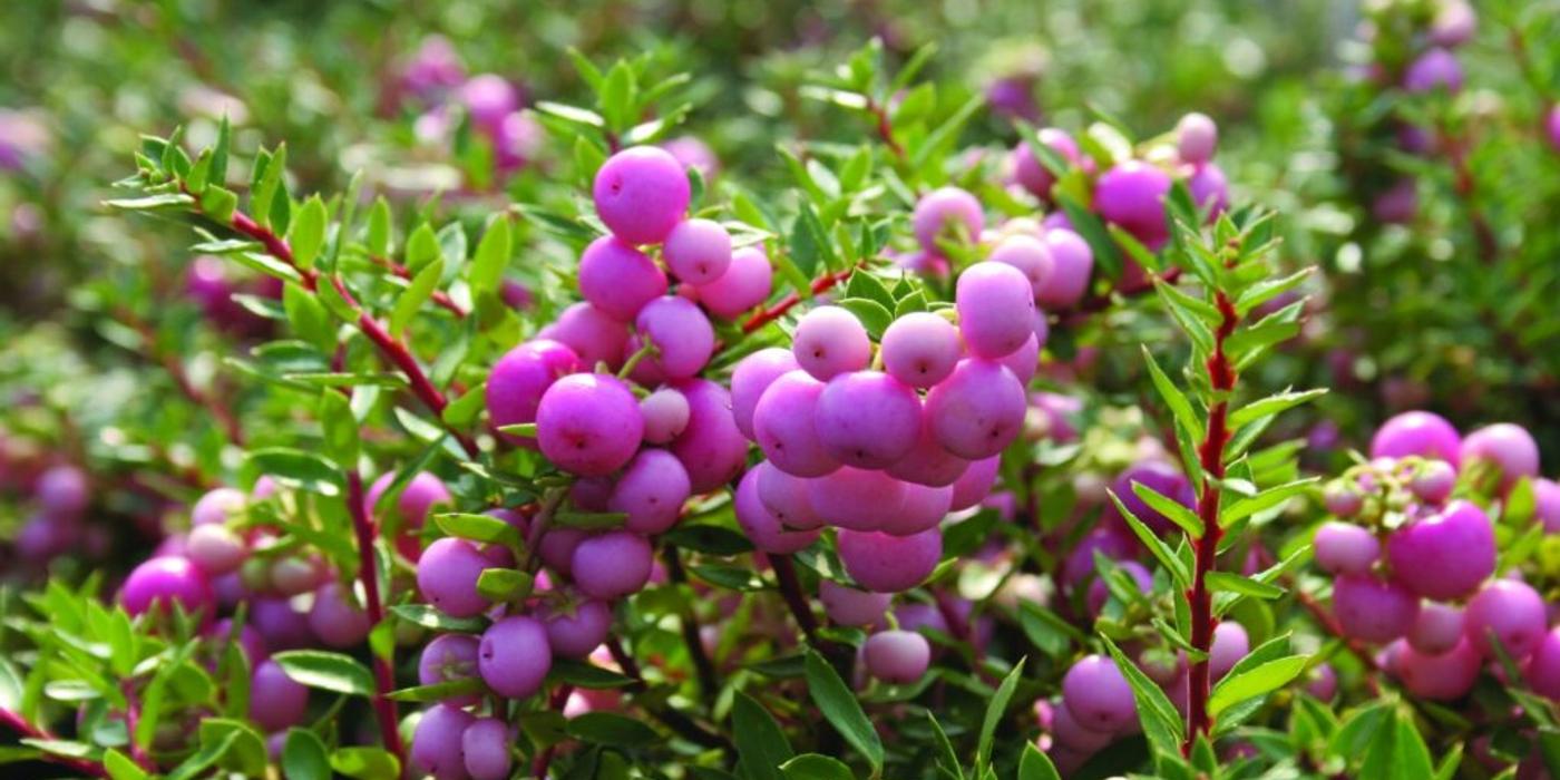 Gaultheria, o tufă ce colorează grădina pe timp de toamnă