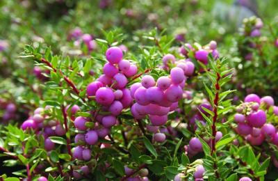 Gaultheria, o tufă ce colorează grădina pe timp de toamnă