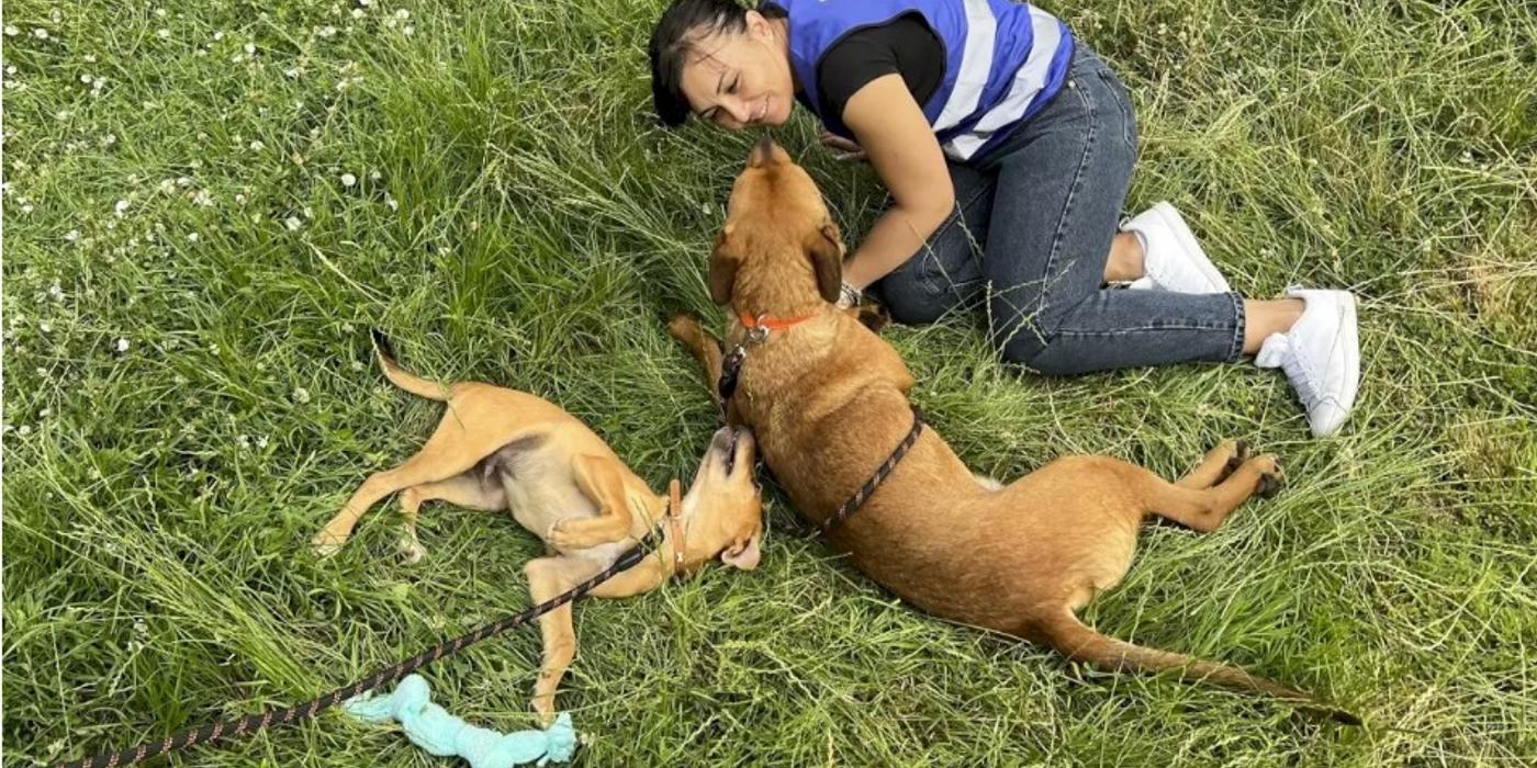 Vrei să adoptați un cățel? În acest weekend va avea loc un târg de adopții pentru căței în București