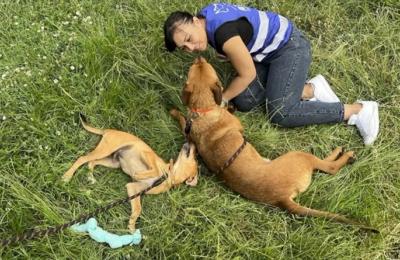 Vrei să adoptați un cățel? În acest weekend va avea loc un târg de adopții pentru căței în București