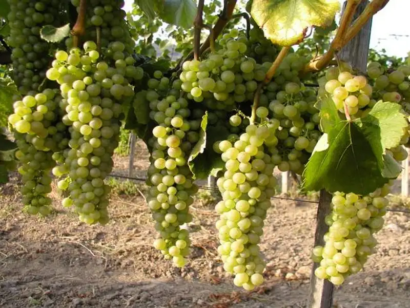 Timelapse uimitor: Cum cresc vita de vie si alte plante agatatoare in slow-motion (VIDEO)