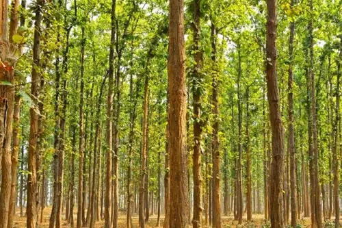 Povestea uimitoare a omului care a plantat singur o padure