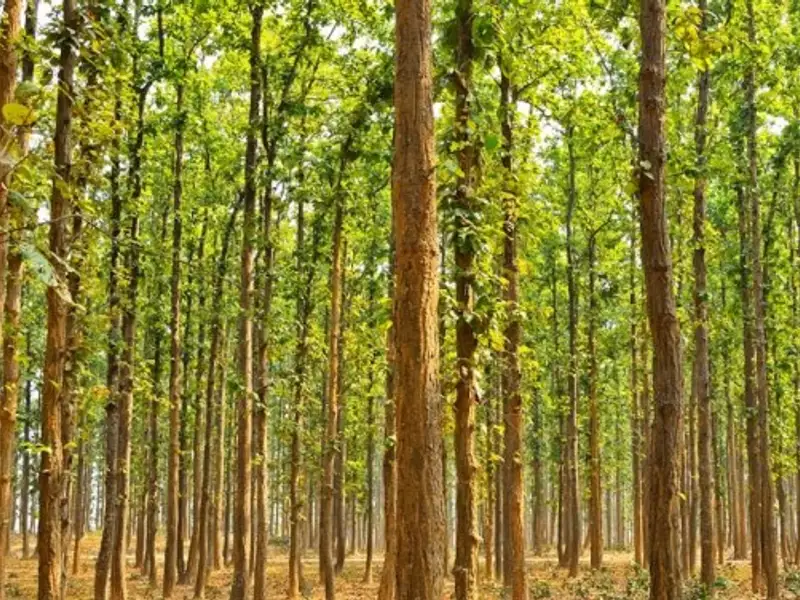 Povestea uimitoare a omului care a plantat singur o padure