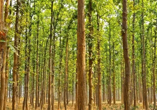 Povestea uimitoare a omului care a plantat singur o padure