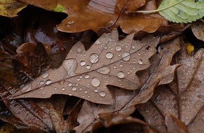Prognoza meteo, 12 septembrie. Toamna își intră în drepturi. Temperaturile scad semnificativ în următoarele ore