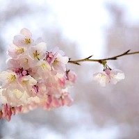 Meteo. Cum va fi vremea în penultima săptămână de martie? Prognoza pe regiuni