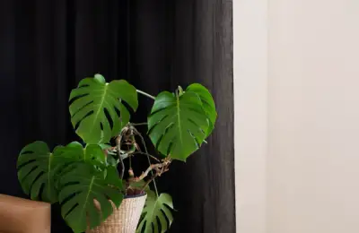 Grădina de Vis: Idei Practice pentru Amenajarea Spațiului Verde