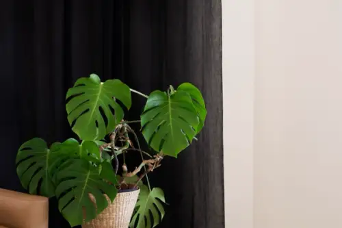 Grădina de Vis: Idei Practice pentru Amenajarea Spațiului Verde