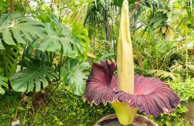 Top 5 Rare and Beautiful Plants for Outdoors