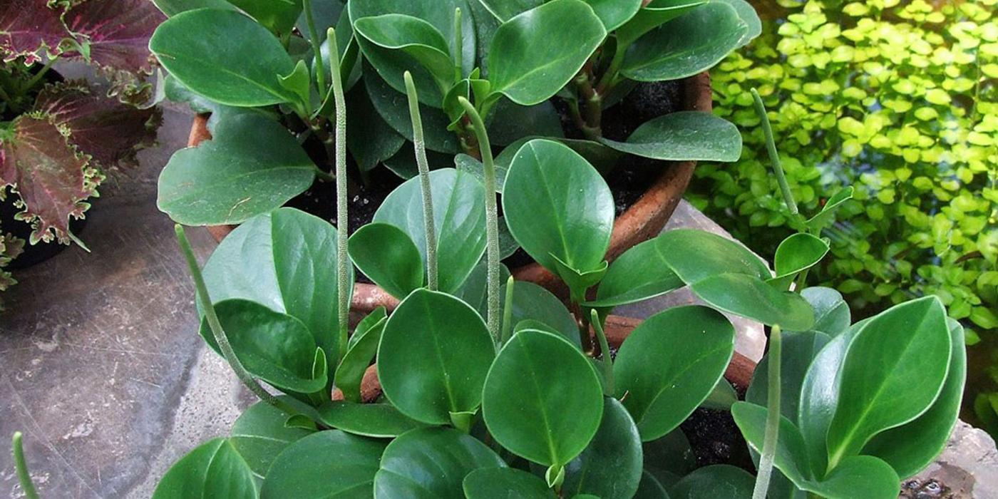 Peperomia, planta care seamănă cu piperul