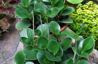 Peperomia, planta care seamănă cu piperul