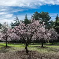5 plante care s-au adaptat si la clima din Romania