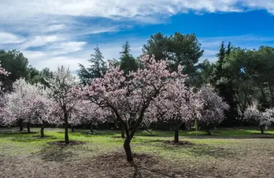 5 plante care s-au adaptat si la clima din Romania