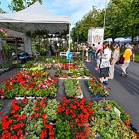 Festivalul Florilor din Drumul Taberei (West Side Flower Fest 2025) a deschis oficial înscrierile pentru comercianți!