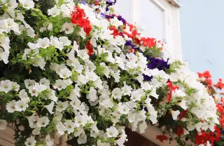 Termeni comuni de grădinărit, explicați pe înțelesul tuturor