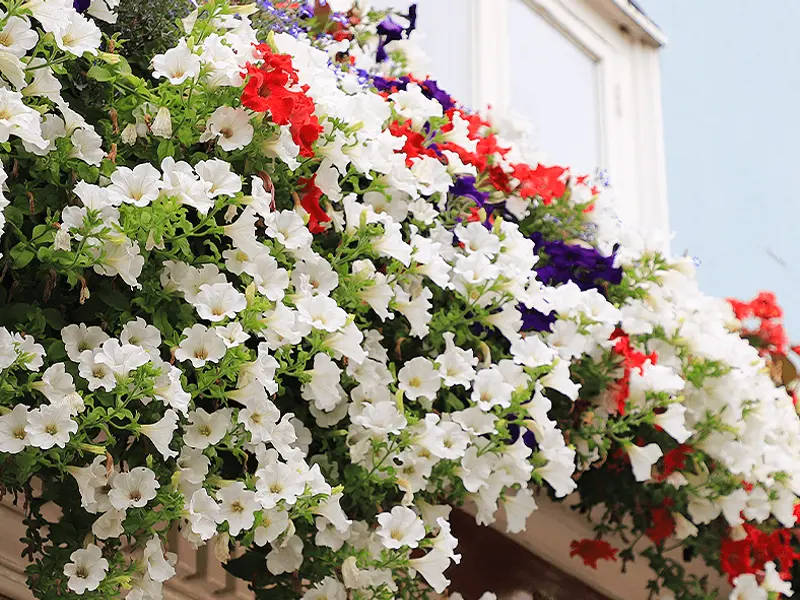 Termeni comuni de grădinărit, explicați pe înțelesul tuturor