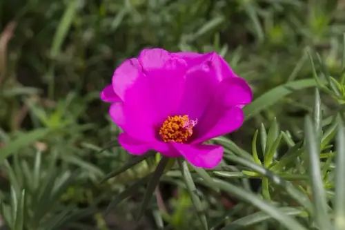 Cum se planteaza Floarea de Piatra?