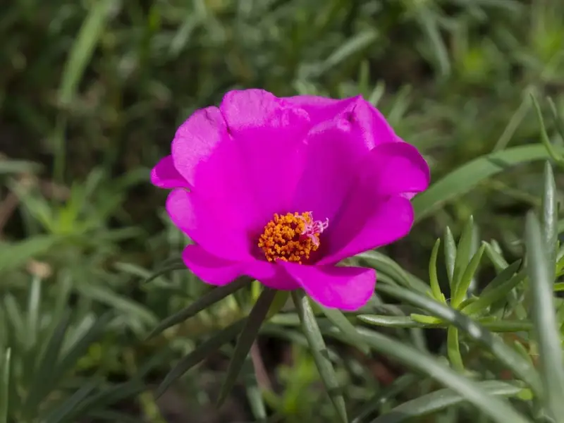 Cum se planteaza Floarea de Piatra?