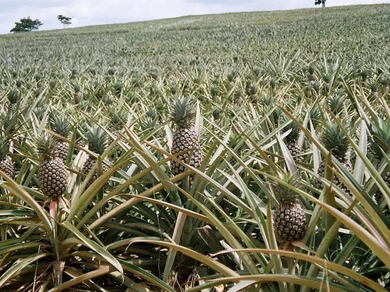 Cum se planteaza si cum se creste un ananas? (VIDEO)