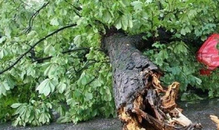Copaci rupți la Cluj din cauza furtunii ce s-a stârnit duminică, 21 mai