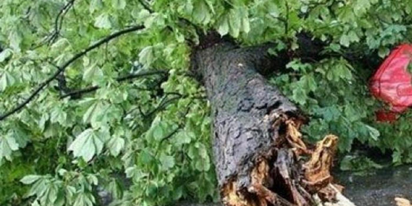 Copaci rupți la Cluj din cauza furtunii ce s-a stârnit duminică, 21 mai