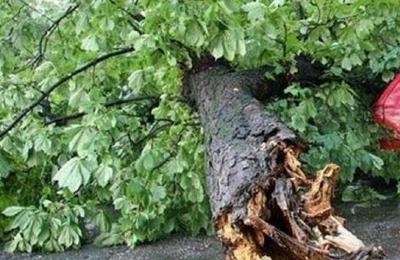 Copaci rupți la Cluj din cauza furtunii ce s-a stârnit duminică, 21 mai
