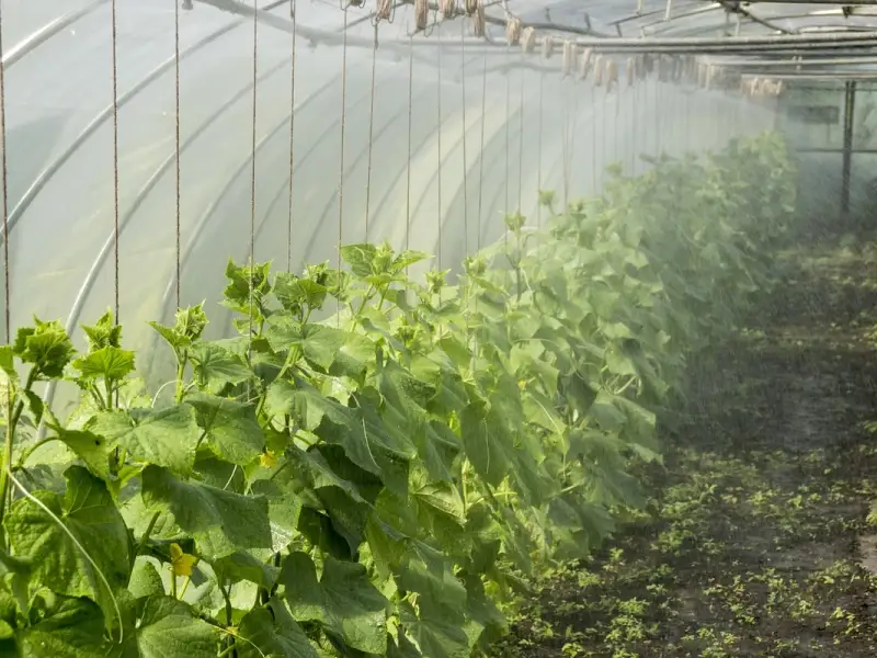 Tipuri și idei de creare a unui solar potrivit pentru legume în grădină