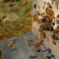 Uneltele necesare pentru un apicultor: scurt ghid