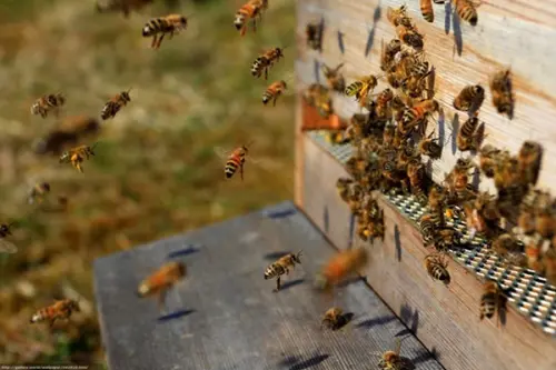 Uneltele necesare pentru un apicultor: scurt ghid