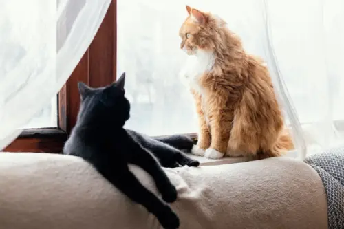 Beneficiile pisicilor în apartament pentru sănătatea mentală