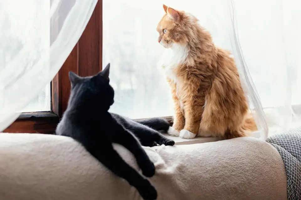 The Benefits of Apartment Cats for Mental Health