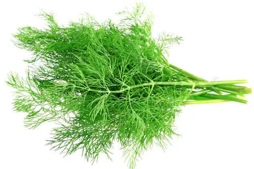 Mararul un condiment indispensabil in bucatarie