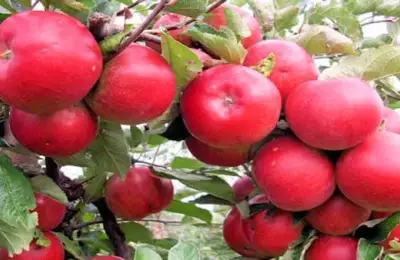 Fruit Trees for Small Gardens: Suitable Varieties and Correct Planting Steps