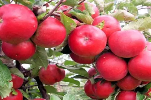 Pomi fructiferi pentru grădini mici: soiuri potrivite și pași corecți de plantare