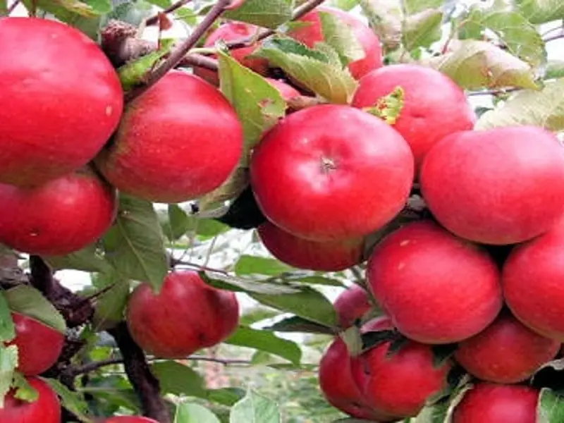 Pomi fructiferi pentru grădini mici: soiuri potrivite și pași corecți de plantare