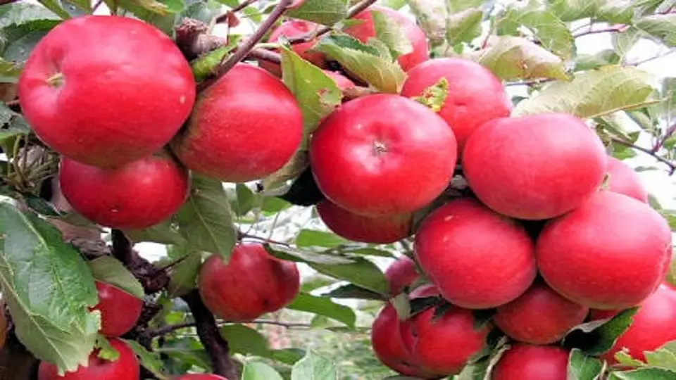 Pomi fructiferi pentru grădini mici: soiuri potrivite și pași corecți de plantare