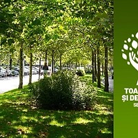 Toaletarea arborilor uscați și acțiuni de plantare în Sectorul 3