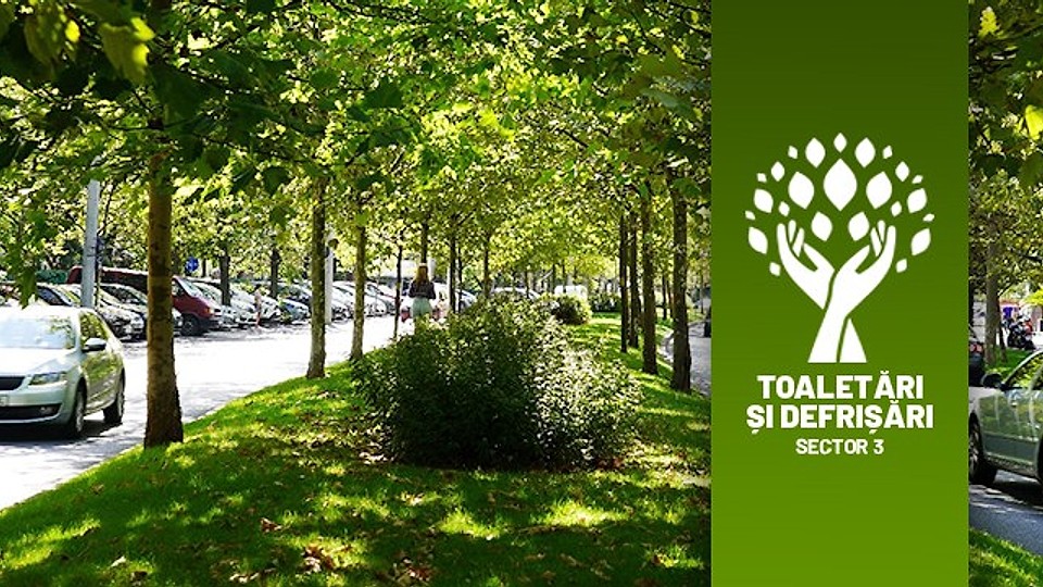 Toaletarea arborilor uscați și acțiuni de plantare în Sectorul 3