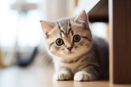 De ce este important sa ai un loc de joaca pentru pisica ta