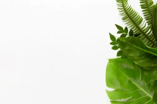 Cum sa ai grija corect de plantele tale