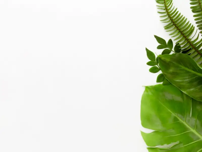 Cum sa ai grija corect de plantele tale