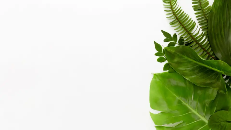 How to Properly Care for Your Plants