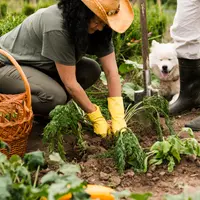 Ghidul Grădinii de Legume pentru Începători: Pași Simpli pentru o Recoltă Bogată