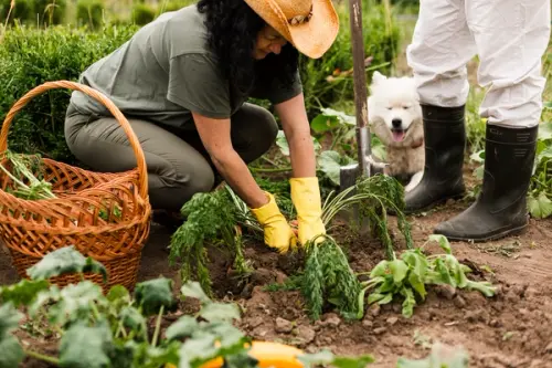 Ghidul Grădinii de Legume pentru Începători: Pași Simpli pentru o Recoltă Bogată