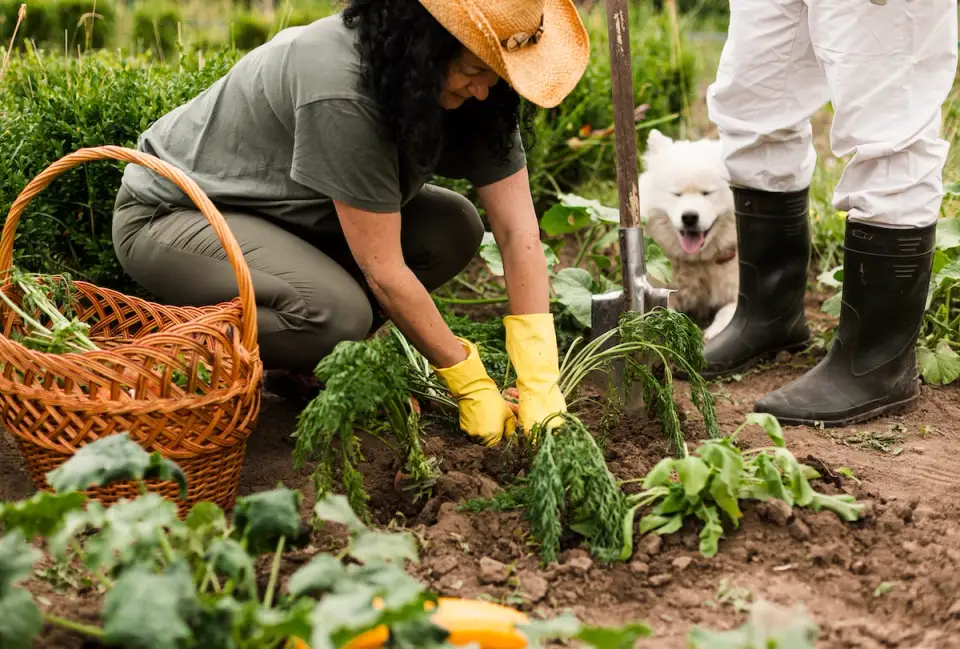 The Beginner's Vegetable Garden Guide: Simple Steps for a Bountiful Harvest
