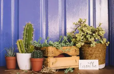 Cactus Winter Storage Solutions