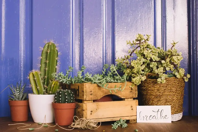 Cactus Winter Storage Solutions