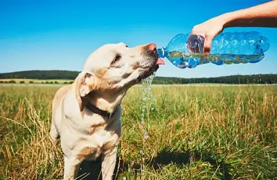 Protecting Your Pet During a Heat Wave