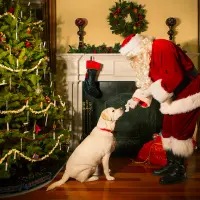 Noi trenduri în hrana câinelui: alimente sănătoase pentru animale fericite