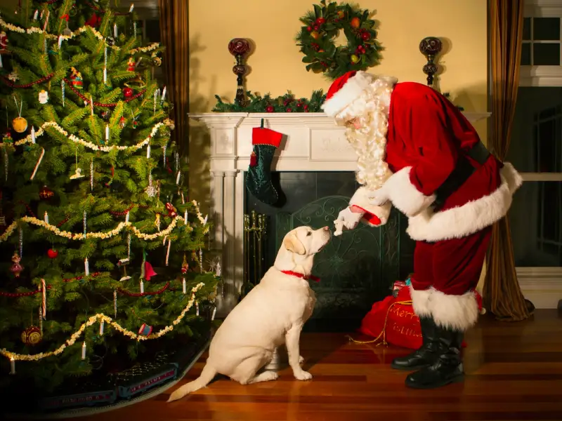 Noi trenduri în hrana câinelui: alimente sănătoase pentru animale fericite